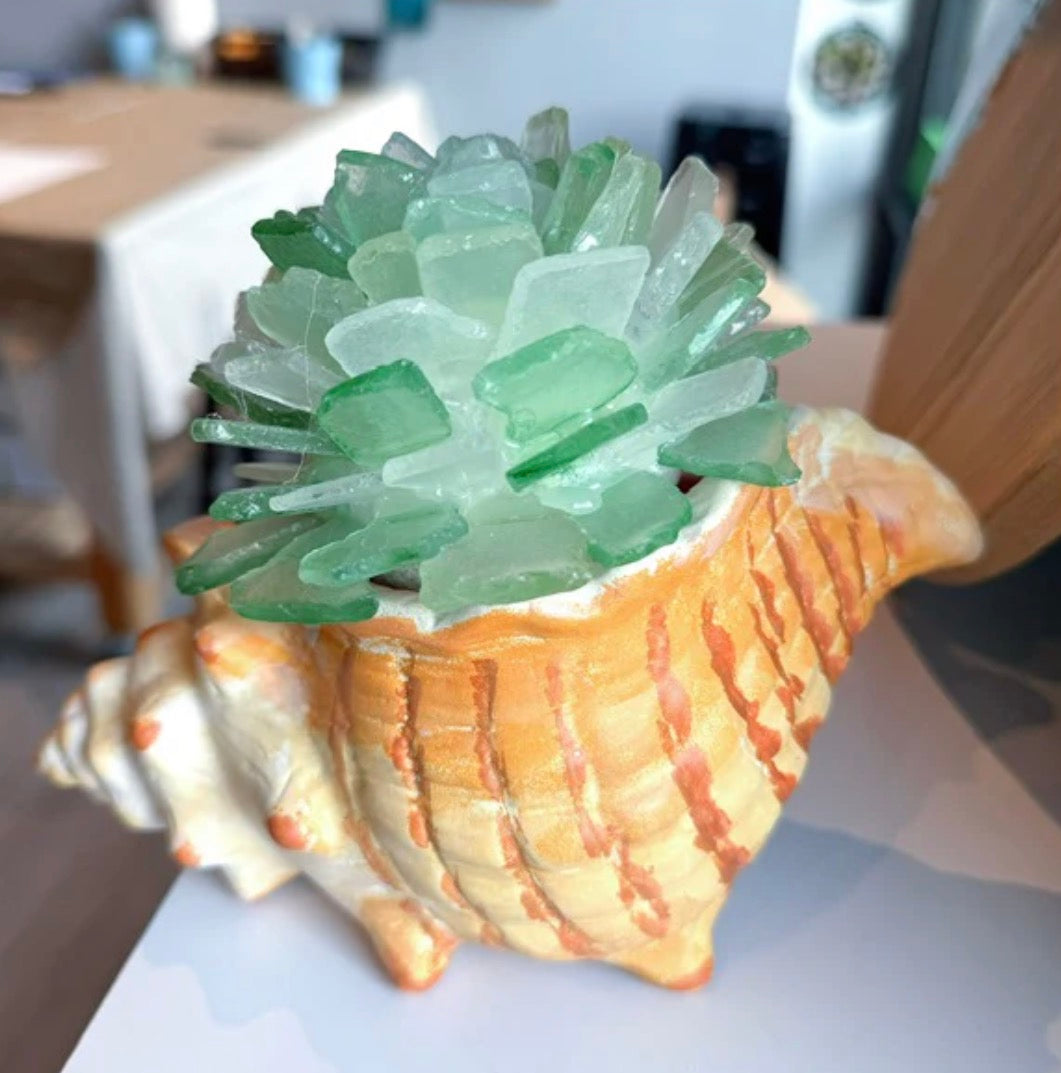 07/09/26 THURSDAY-Conch Shell & Sea Glass Succulents 6:30pm