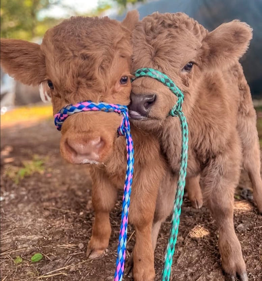 09/12/26 SATURDAY-Meet, MOO and Make 11:00am
