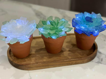 05/23/25 SEA GLASS FLOWERS, SUCCULENTS, & SHROOMS 6:30 PM